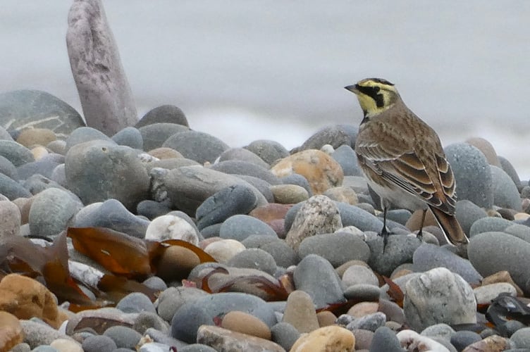 Shorelark at the Point of Ayre