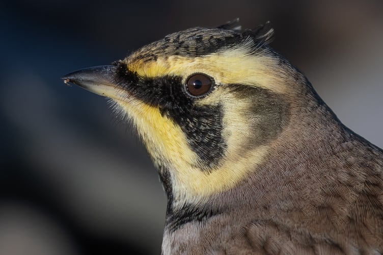 The bird shows is tufts which give rise to its alternative name of horned lark