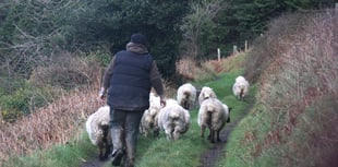 Gov ‘actively engaging’ after vets decide to end farm services