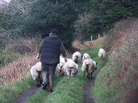 Gov ‘actively engaging’ after vets decide to end farm services