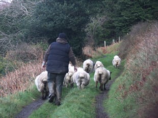 Gov ‘actively engaging’ after vets decide to end farm services