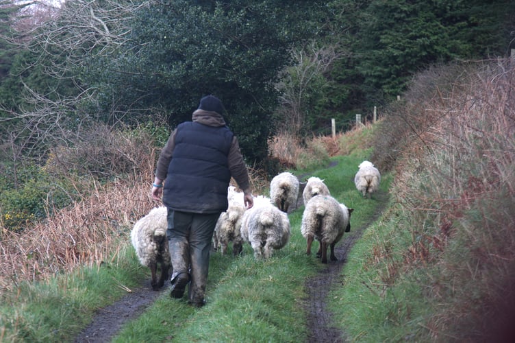 The Department of Environment, Food and Agriculture (DEFA) has said it is 'actively engaging with veterinary practices and industry representatives to assess the situation and explore potential solutions'