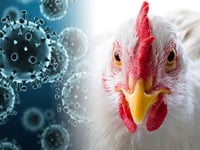 Be vigilant for signs of bird flu