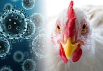 MSPCA column: Be vigilant for signs of bird flu