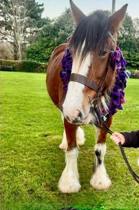 Tuula the horse represented the animals that went to war at last week's National Service of Remembrance at St John's