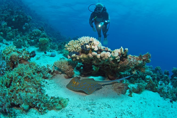 Tim Nicholson's photo of a diver and Blue Spotted Stingray at Dahab, Egypt