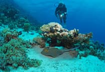 Underwater photography specialist Tim Nicholson dazzles at photographic society