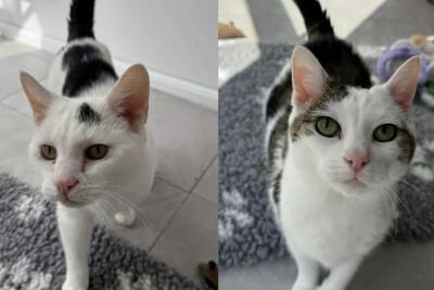 Millie and Mollie are both available for adoption