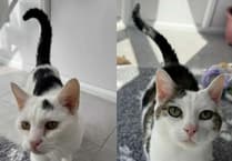 'Visiting a vet is not one singular stressful experience for a cat'