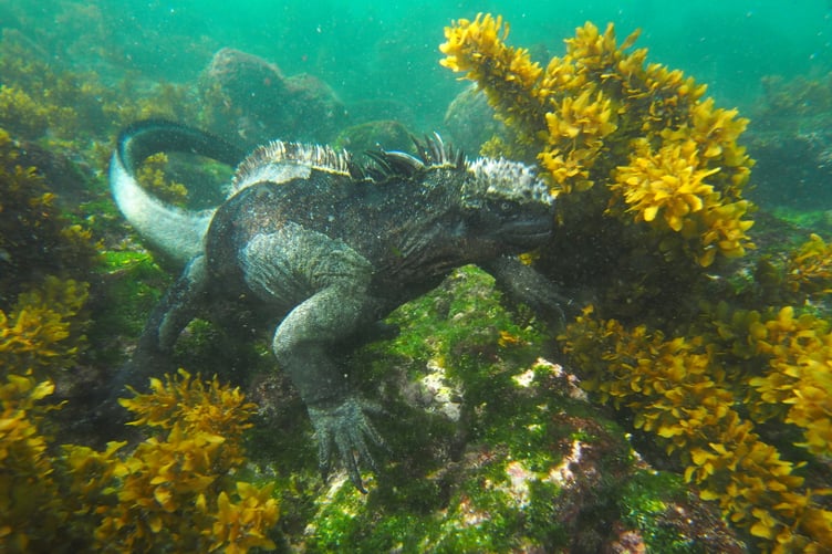 Tim Nicholson's photo of a Marine Iguana on Fernandinha Island at the Galapagos