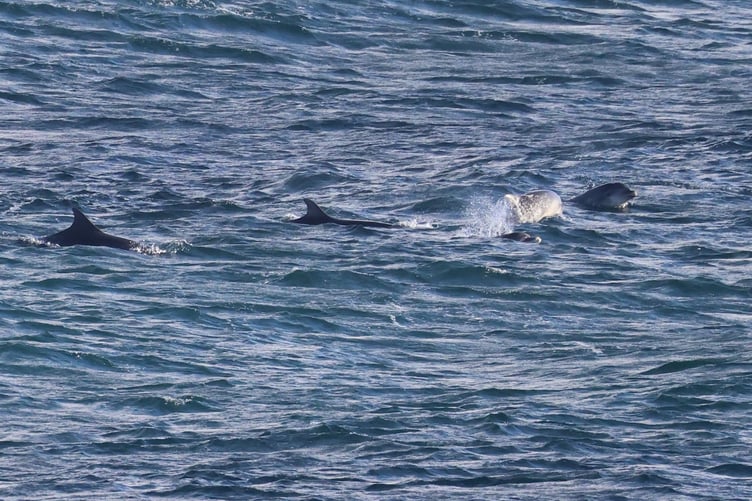 Pod of 50 bottlenose dolphins spotted off the Manx coast this autumn
