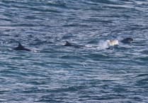 Pod of 50 dolphins, huge fin whales and tuna spotted off Manx coast this autumn