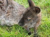 Are wallabies a threat or asset to countryside?