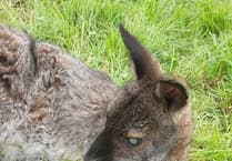 MSPCA column: Are wallabies a threat or asset to countryside?
