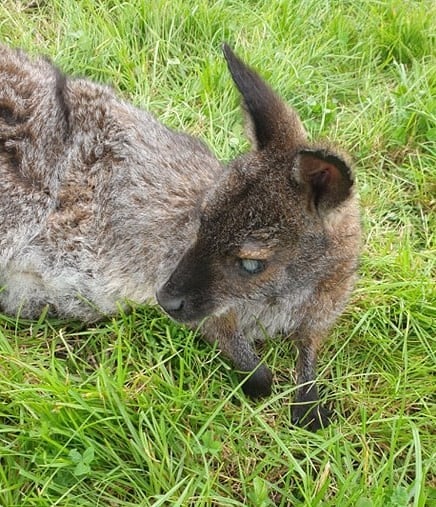 A blind Manx wallaby