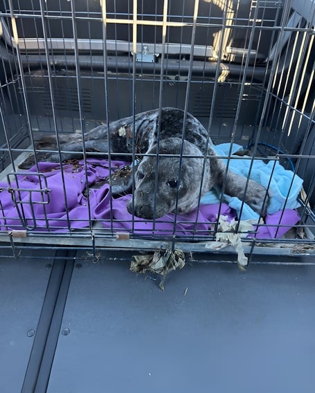 Underweight grey seal rescued from Port Lewaigue beach