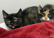 Guests coming over this Christmas? How to stop your pets becoming overwhelmed