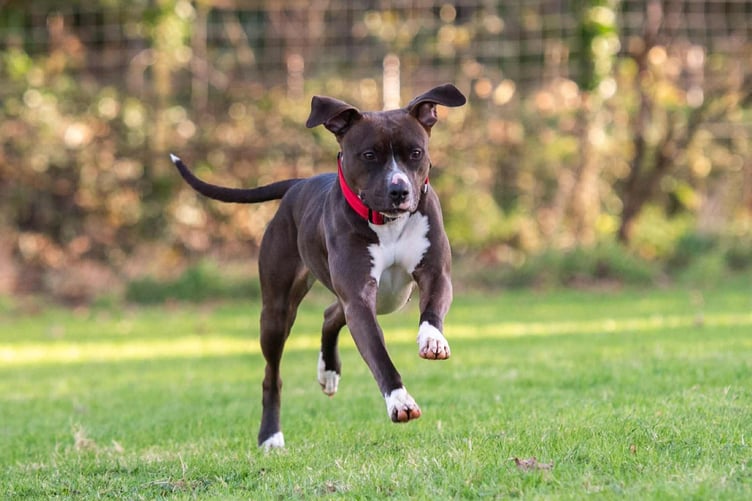 Staffie-cross Una