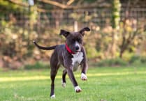 MSPCA column: How to deal with the loss of a pet