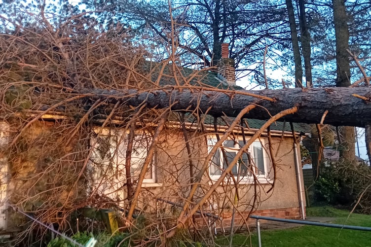One of the trees which fell in January