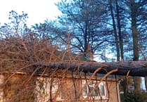 Two trees felled after safety inspections found they posed ‘immediate risk’