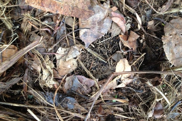 A hedgehog hidden in leaves