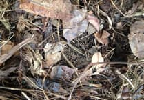 MSPCA column: What to do if you find a hedgehog in your garden