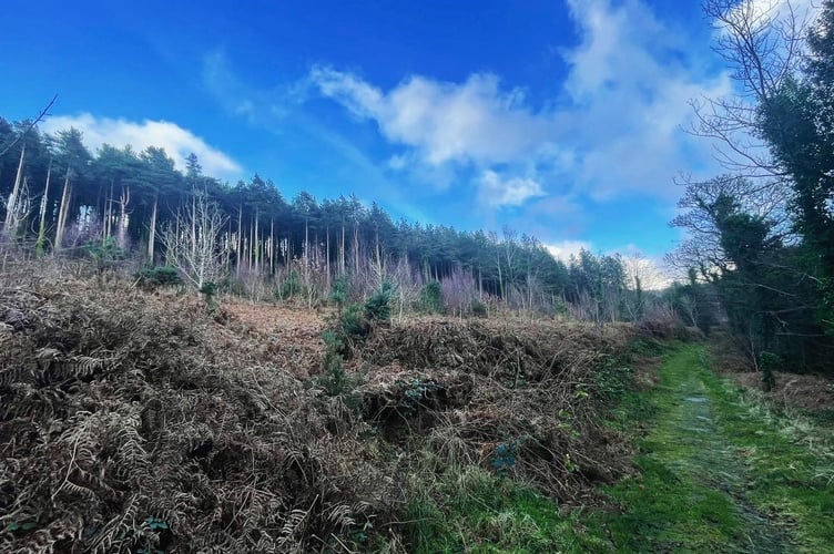 An impressive line of fir trees at Ballaugh plantation