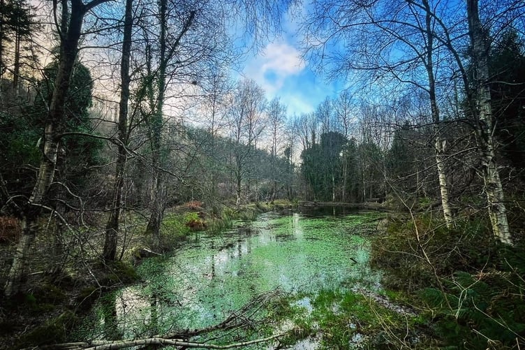 A walk round Ballaugh plantation is perfect for a New Year's Day stroll