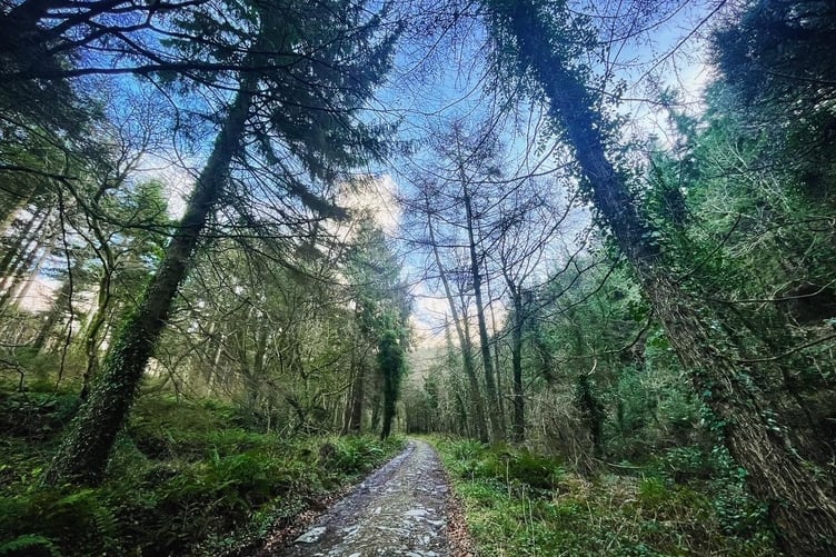Tracks can take you on longer walks at Ballaugh plantation