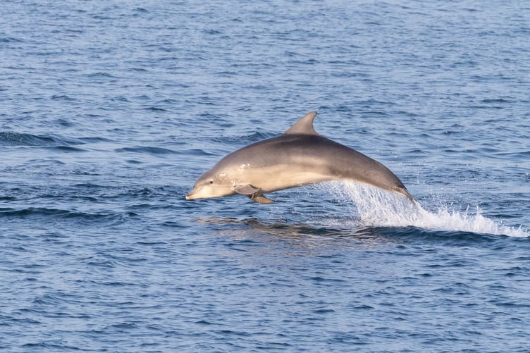 Bottlenose dolphin Starlight breaching