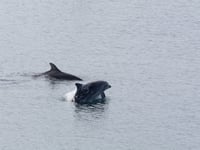 Fascinating insight into life of the island's resident dolphin pair