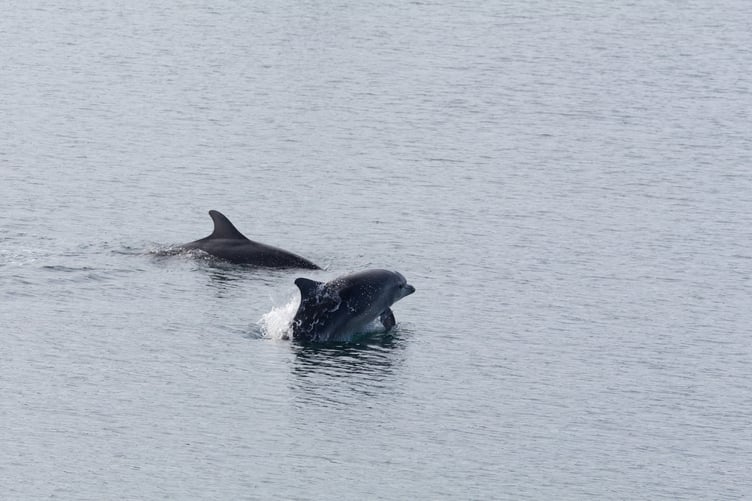 Bottlenose dolphins Moonlight and Starlight off the Manx coast