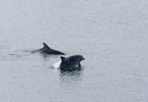 Fascinating insight into life of the island's resident dolphin pair