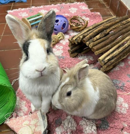 Sophira and Sven are available for adoption from the MSPCA