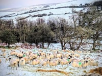 Can we expect more snow this week? Met Office issues update 
