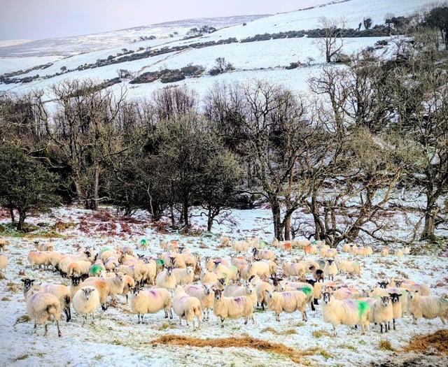 Can we expect more snow this week? Met Office issues update 