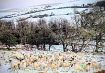 Can we expect more snow this week? Met Office issues update for the Isle of Man