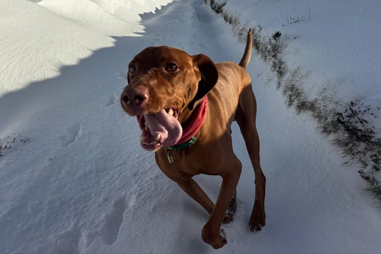 Arlo enjoying their time in the snow