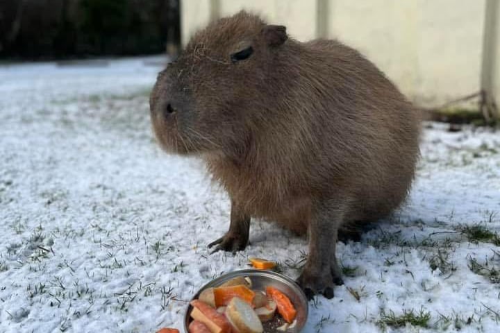 Betsy the Capybara enjoyed a light lunch in the snow
