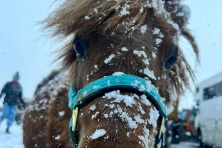 Munchie couldn't get the snow out their eyes