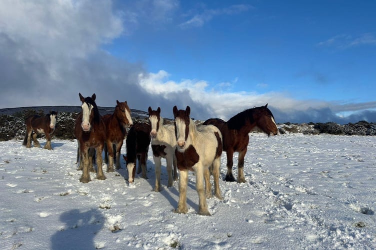 The Trammers enjoyed the snow along with their well deserved break