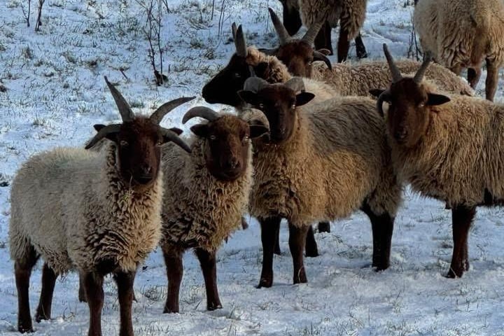 Curious Loaghtan sheep on Dhoon Road over the weekend