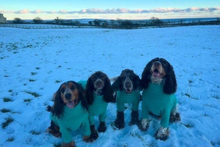 Olly, Bessie, Winnie and Joey kept warm in their matching jumpers up at Sunny Acres