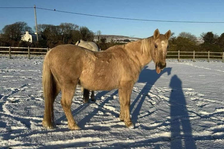 Moet was trying to catch snowflakes with his tongue out
