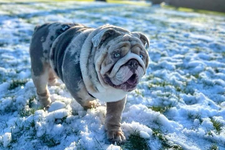 Loki's bright blue eyes stood out in the cold weather