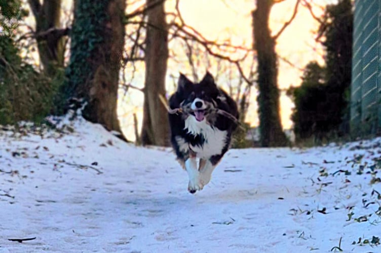 Roxy enjoying the snow in Onchan