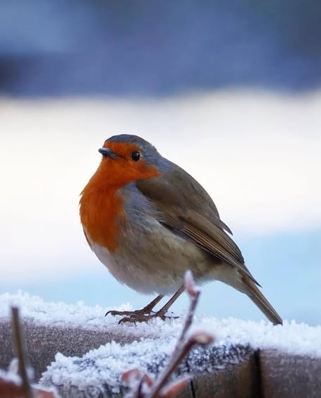 A robin in the recent wintry conditions