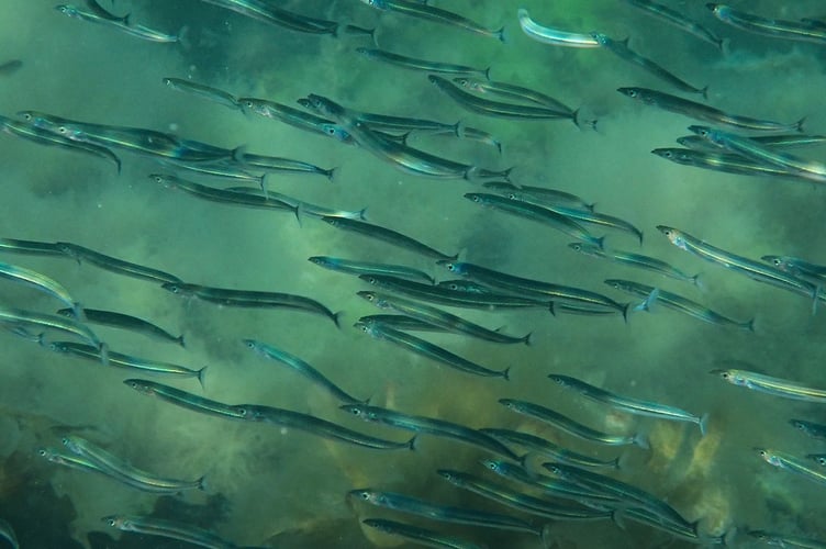Karolina Urbaniak was runner-up in the Biodiversity category and captured these sand eels while snorkelling
