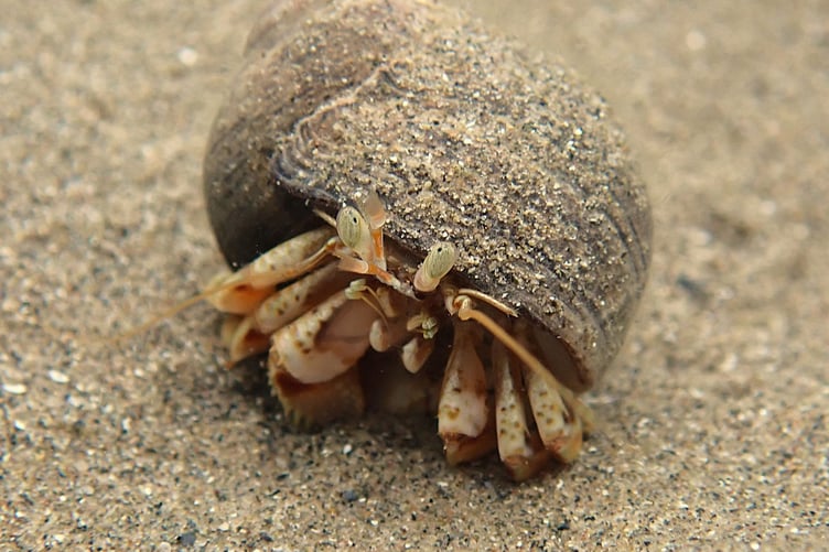 A photo of a hermit crab taken by Biodiversity winner Karolina Urbaniak